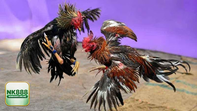 Đá Gà Thomo - Nguồn gốc trường gà Thomo và vì sao nổi tiếng Đá Gà Thomo - Nguồn gốc trường gà Thomo và vì sao nổi tiếng