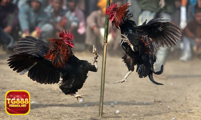 Đá gà TG888 - Cựa dao với nhịp độ nhanh và áp lực cao