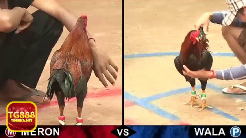 Đá gà đòn - Thể lực và độ lì là yếu tố gần như quyết định