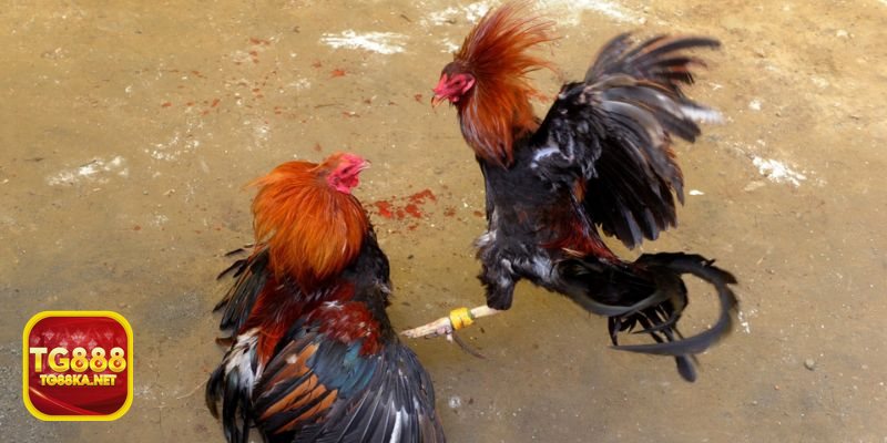 Đá gà TG888 - Giao diện thân thiện với cả người mới lẫn người chơi lâu năm