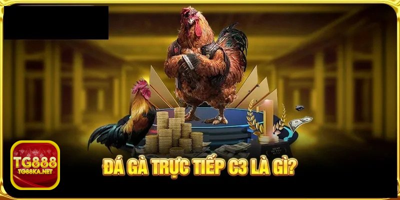 Đá gà tre - Thể hình nhỏ nhưng phản xạ rất linh hoạt