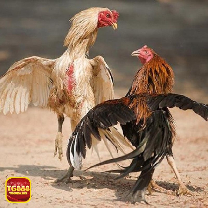 Đá gà tre - Nhịp đấu nhanh tạo cảm giác cuốn hút liên tục