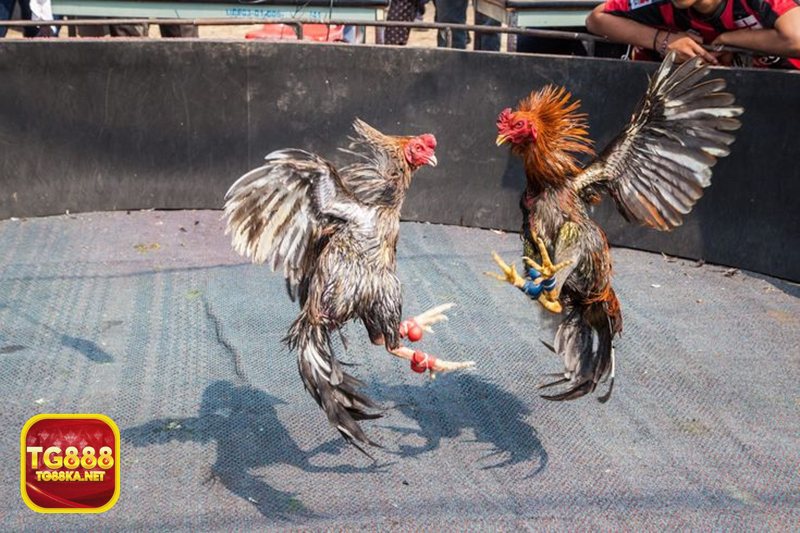 Đá gà tre - Xem phong thái chiến kê trước giờ nhập cuộc